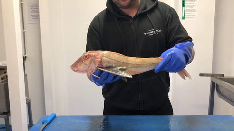 How To Fillet Gurnard