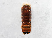 Wild Caribbean Rock Lobster Tail