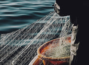 Catch of the Day Fish Box