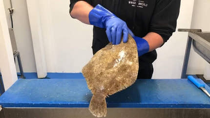 How to fillet Brill