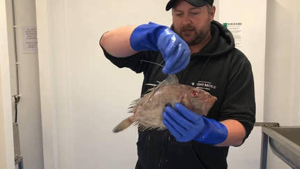 How to fillet John Dory