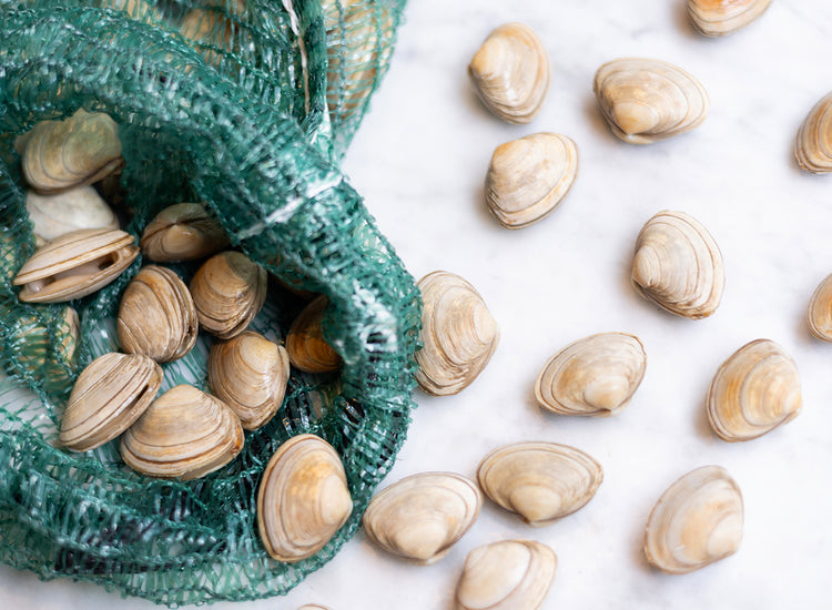 Fresh Live Surf Clams 900g to 1kg