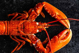 Lobster