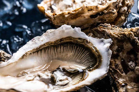 Oysters