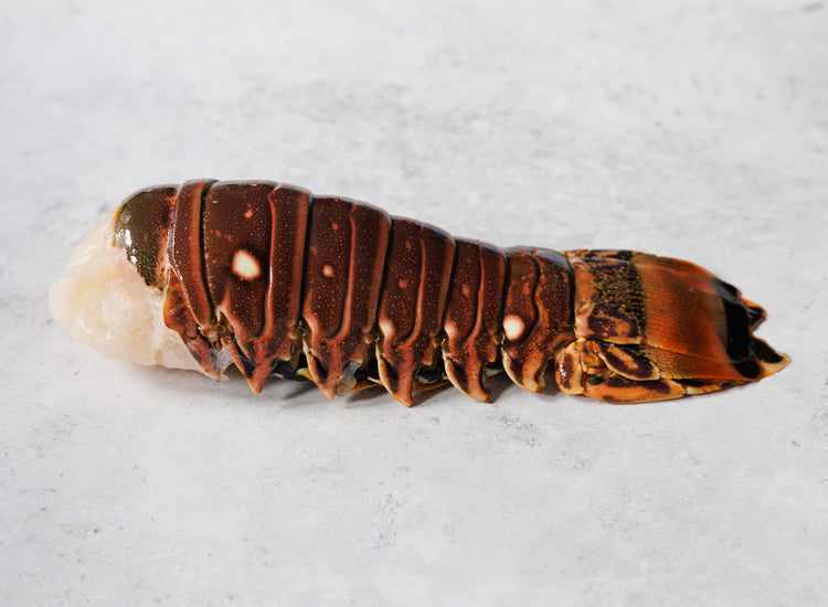 Wild Caribbean Rock Lobster Tail