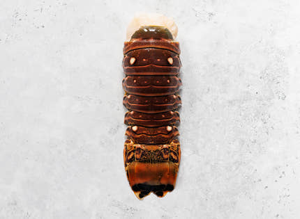Wild Caribbean Rock Lobster Tail