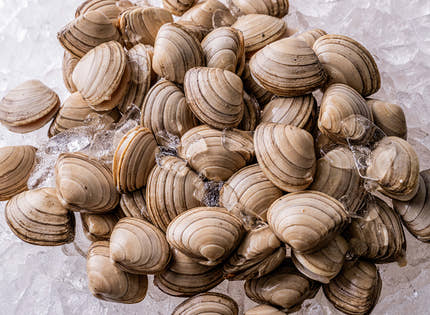 Fresh Live Surf Clams 900g to 1kg