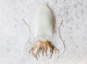 Cleaned Cuttlefish