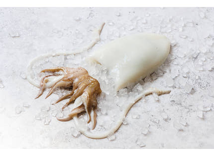 Cleaned Cuttlefish