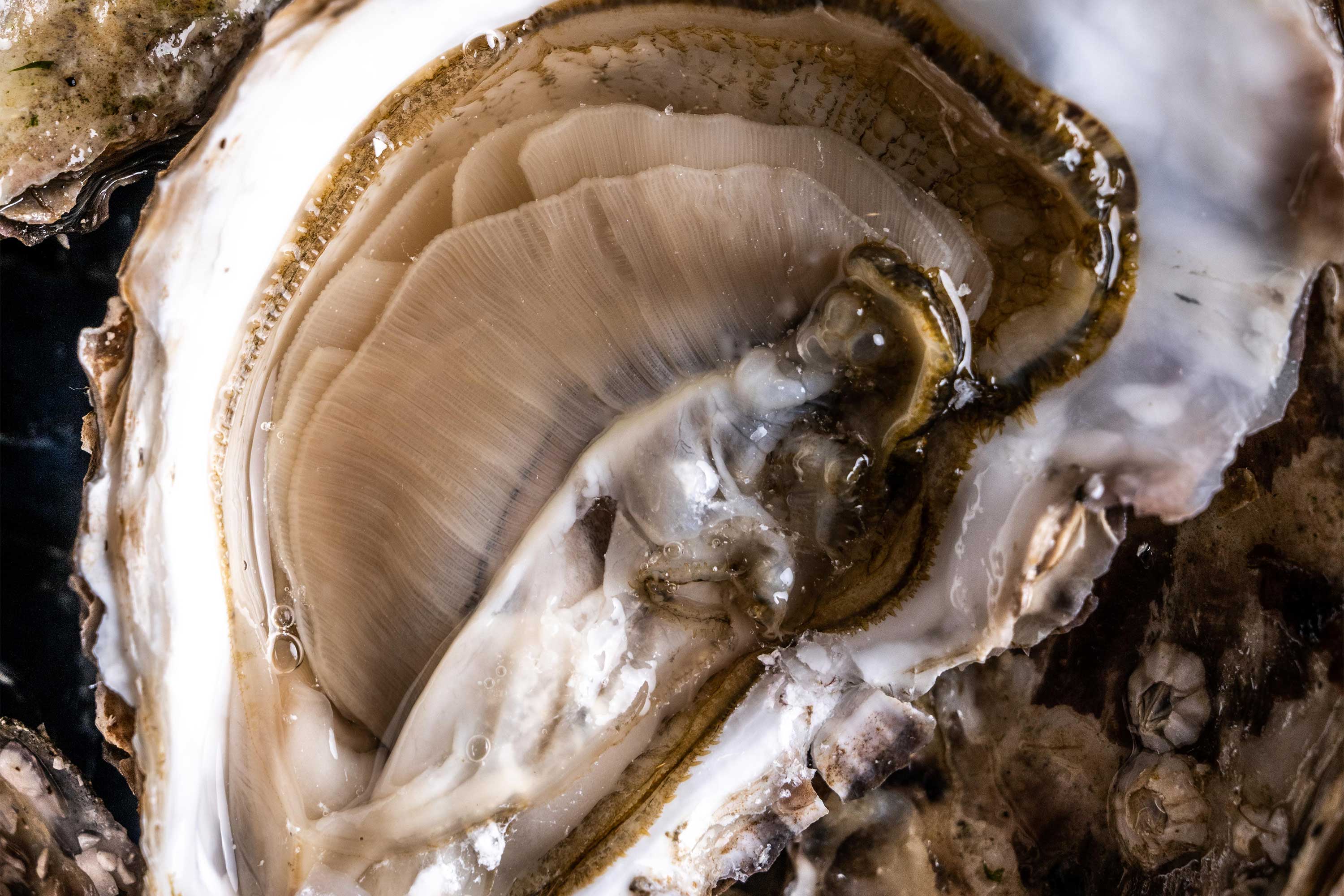 Oyster Masterclass @ Mermaid