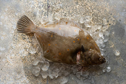 Frozen Seafood Box
