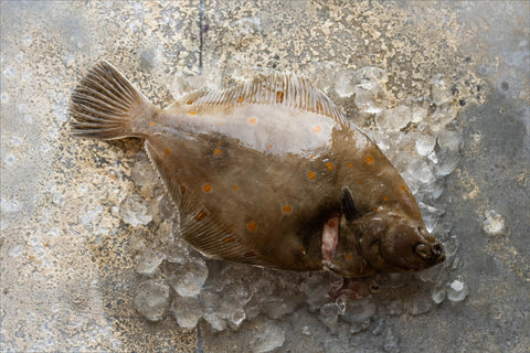 Frozen Seafood Box