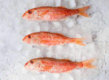 Whole Red Mullet