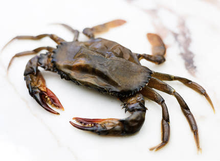 Soft Shell Crabs