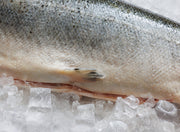 Whole Fresh Salmon