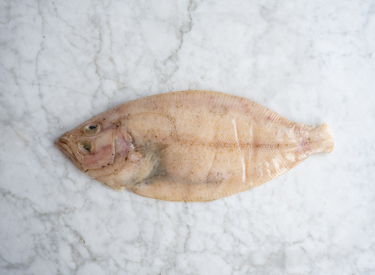 Whole Megrim Sole