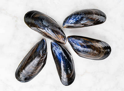 Fresh Live Mussels 900g to 1kg