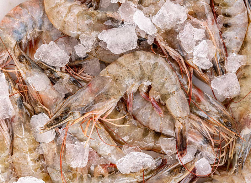 Raw Shell-on King Prawns (Frozen)