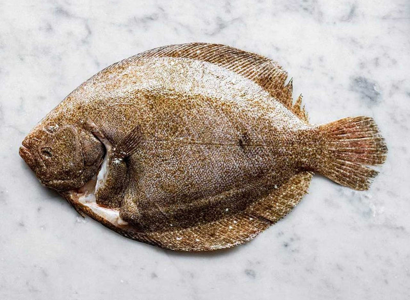 Whole Fresh Brill